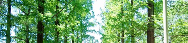 canachoco☆'s header image