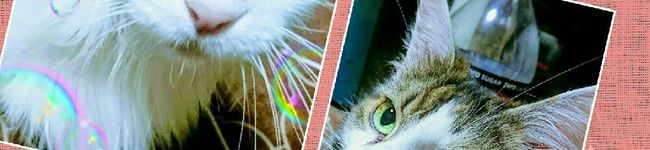catみるく's header image