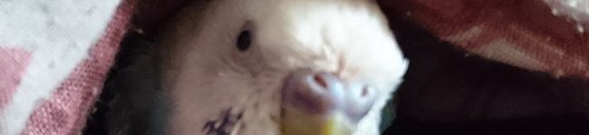 ☆parakeet☆'s header image