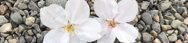 MASACHANEL's header image