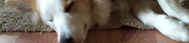 mimiccoo's header image