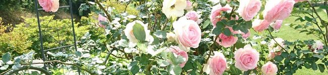 mamaka☆'s header image