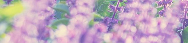 小鳥遊紡's header image