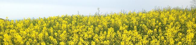 ミオシオ's header image