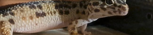🕊️ふりゆり🦎's header image