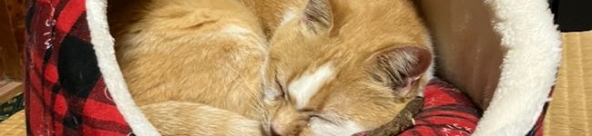 トミー's header image