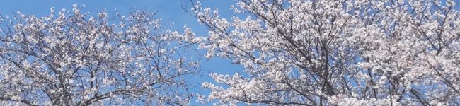 4月の桜🌸's header image