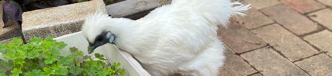 Imagen de portada de yu🐓