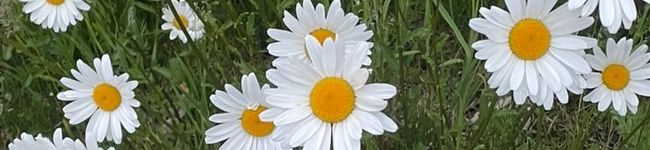 のちゃまん's header image