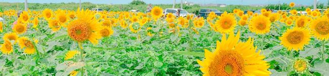 よっしー|ととのえレシピ🌿's header image