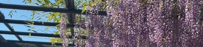 西川 奏's header image