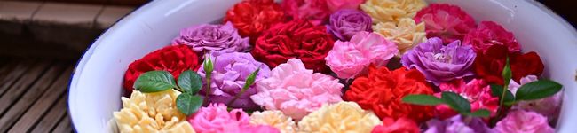 はーい♪ニャン太のママ's header image