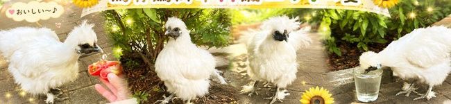 yu🐓's header image