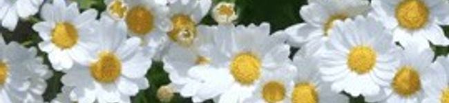 Kinapuku's header image