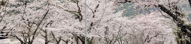 エルモチョッパー's header image