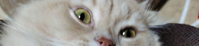 ユキ's header image