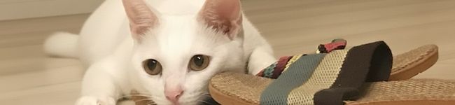 Chef cat's made's header image