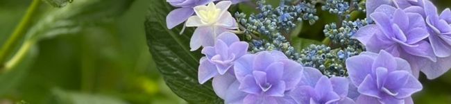 ちゃかぴまま's header image