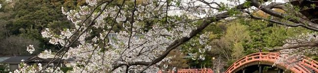 橋本naoki's header image