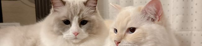 LovePlants's header image