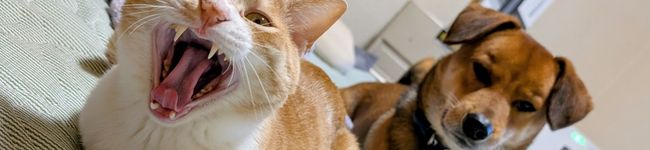 ナス系's header image