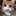 こん こん