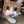 こん