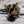 Sri Kripa