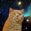 宇宙猫
