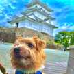 犬派