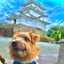 犬派