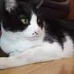 sayacat06