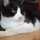 sayacat06