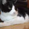 sayacat06