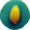 cookeso620