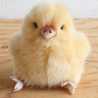 ぴよぷよこ