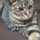 ずっとねこ