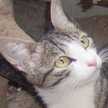 しまこねこ