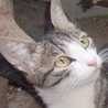 しまこねこ