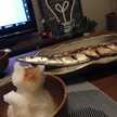 はなぱなこ