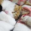 sepiacat