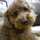 teddy love