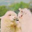 ぴちーこ