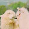 ぴちーこ