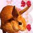 ★ももみい★