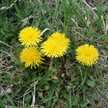 risabo-