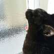 猫になりたい人