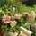 LovePlants LovePlants