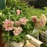 LovePlants