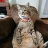 あおねこあおこ